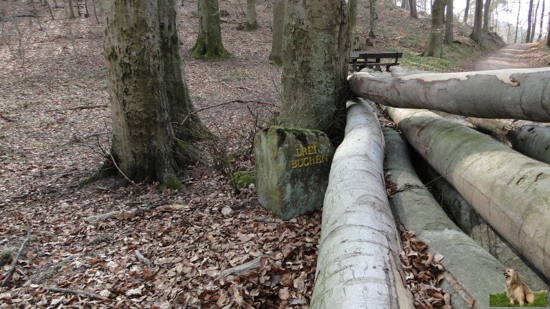 Ritterstein Nr. 014-3a Drei Buchen.JPG - Ritterstein Nr.14  Drei Buchen, als Widerlager der Forstverwaltung